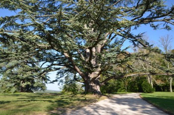 4_Chaumont-Sur-Loire_s.jpg