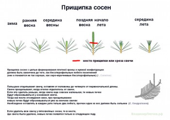 Прищипка-сосны-Ляпчев.jpg