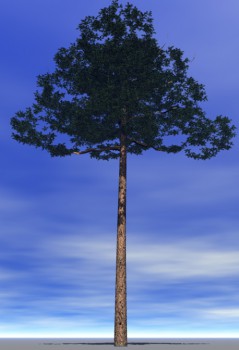 дерево 22м..jpg