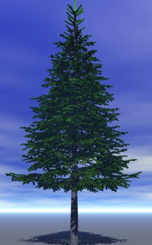 дерево 7м..jpg