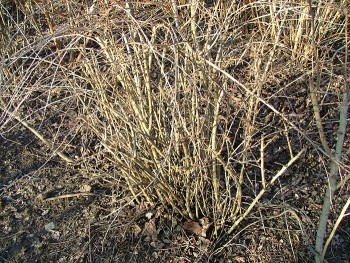 berberis vulgaris 1.1.jpg