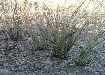 berberis vulgaris 2.1.jpg