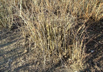 berberis vulgaris.1.jpg