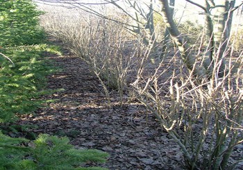 berberis vulgaris3.1.jpg