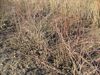 rosa canina.1.jpg