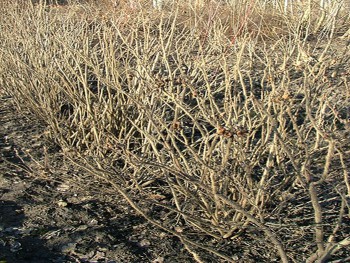 rosa rugosa 1.1.jpg