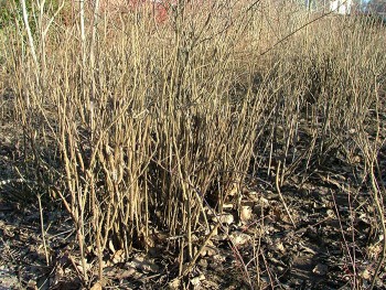 rosa rugosa 3.1.jpg