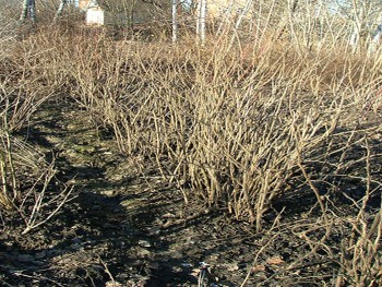 rosa rugosa.1.jpg